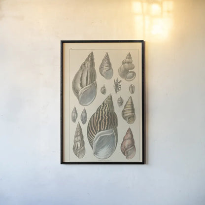 Shell Assorment III by Wild Apple Portfolio. shown as a paper print in a black flame. Available as a archival giclee rolled canvas, fine art paper, or poster print. SKU 45757h.