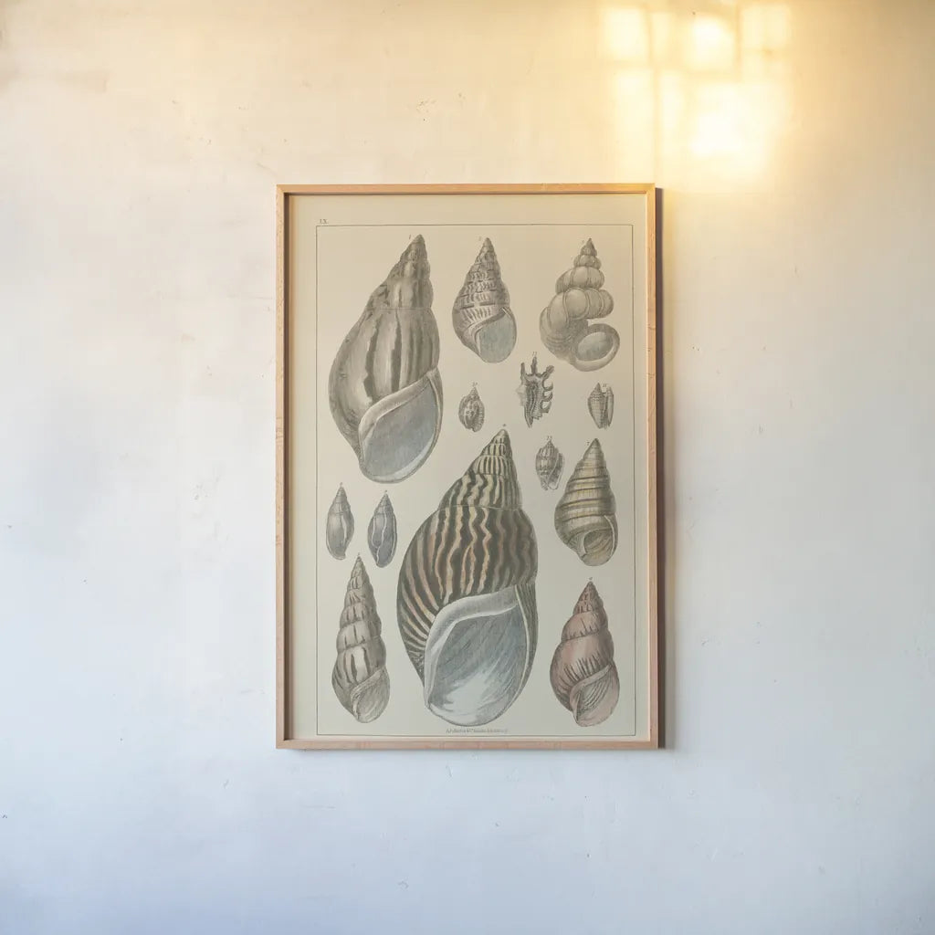 Shell Assorment III by Wild Apple Portfolio. shown as a paper print in a natural frame. Available as a archival giclee rolled canvas, fine art paper, or poster print. SKU 45757h.