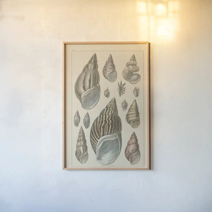 Shell Assorment III by Wild Apple Portfolio. shown as a paper print in a natural frame. Available as a archival giclee rolled canvas, fine art paper, or poster print. SKU 45757h.