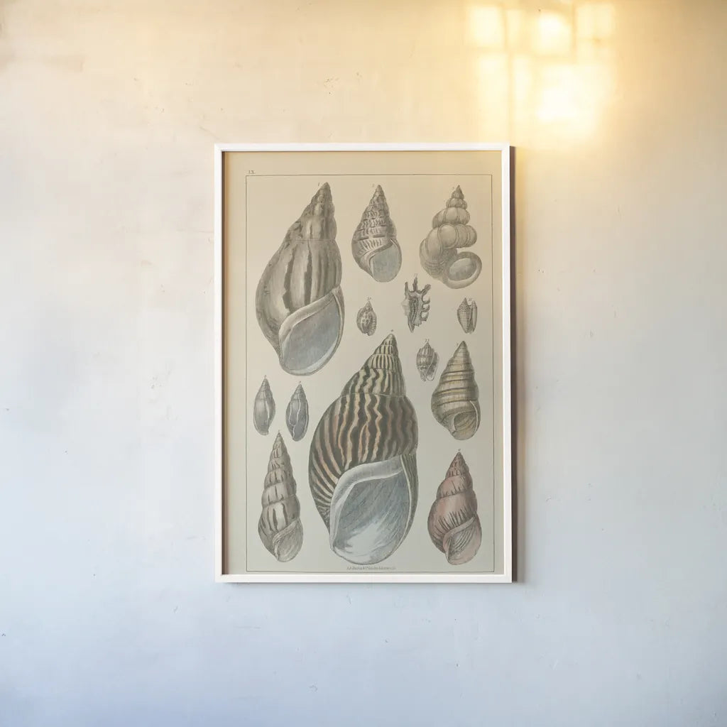 Shell Assorment III by Wild Apple Portfolio. shown as a paper print in a white frame. Available as a archival giclee rolled canvas, fine art paper, or poster print. SKU 45757h.