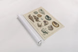 Shell Etchings I by Wild Apple Portfolio. shown as a rolled paper print. Available as archival giclee rolled canvas, fine art paper, or poster print. SKU 45804i.