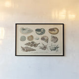 Shell Etchings I by Wild Apple Portfolio. shown as a paper print in a black flame. Available as a archival giclee rolled canvas, fine art paper, or poster print. SKU 45804i.