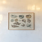 Shell Etchings I by Wild Apple Portfolio. shown as a paper print in a natural frame. Available as a archival giclee rolled canvas, fine art paper, or poster print. SKU 45804i.