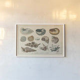 Shell Etchings I by Wild Apple Portfolio. shown as a paper print in a white frame. Available as a archival giclee rolled canvas, fine art paper, or poster print. SKU 45804i.
