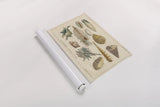 Shell Etchings II by Wild Apple Portfolio. shown as a rolled paper print. Available as archival giclee rolled canvas, fine art paper, or poster print. SKU 45805i.