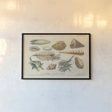 Shell Etchings II by Wild Apple Portfolio. shown as a paper print in a black flame. Available as a archival giclee rolled canvas, fine art paper, or poster print. SKU 45805i.