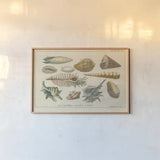 Shell Etchings II by Wild Apple Portfolio. shown as a paper print in a natural frame. Available as a archival giclee rolled canvas, fine art paper, or poster print. SKU 45805i.