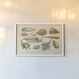 Shell Etchings II by Wild Apple Portfolio. shown as a paper print in a white frame. Available as a archival giclee rolled canvas, fine art paper, or poster print. SKU 45805i.