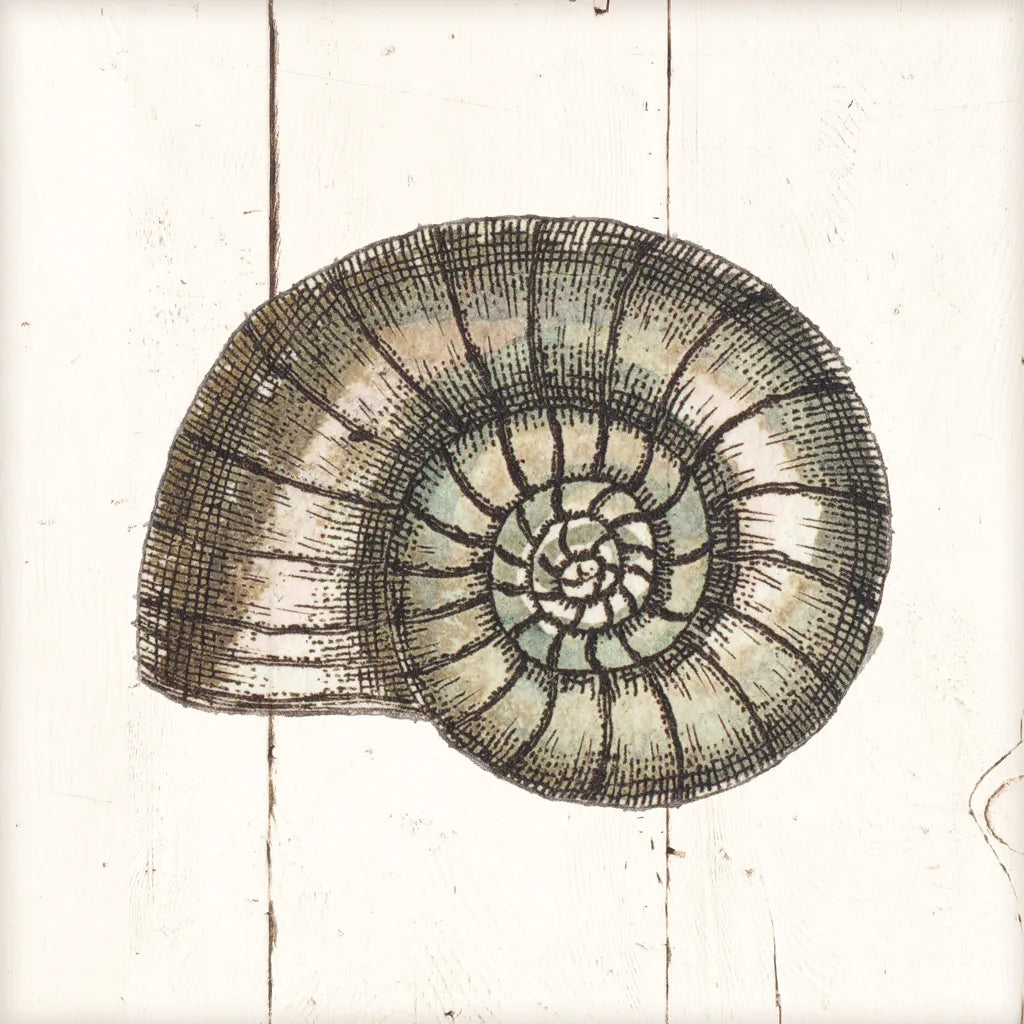 Shell Sketches I Shiplap by Wild Apple Portfolio. SKU 36265a. Archival Giclee Fine art print for wall decor.