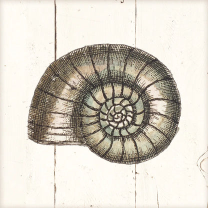 Shell Sketches I Shiplap by Wild Apple Portfolio. SKU 36265a. Archival Giclee Fine art print for wall decor.