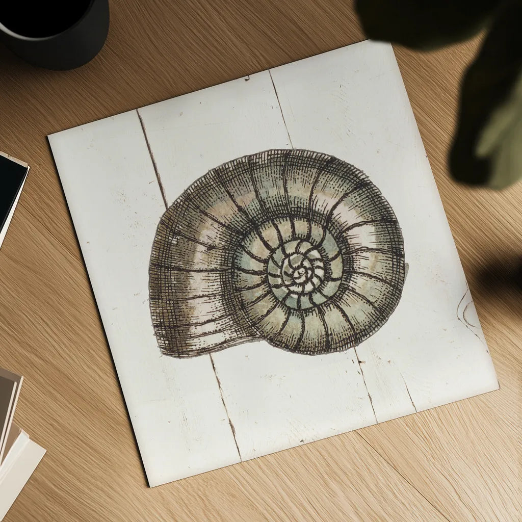 Shell Sketches I Shiplap by Wild Apple Portfolio. Shown as a detailed flat fine art print, highlighting archival giclee quality. Available as an archival giclee rolled canvas, fine art paper, or poster print. SKU 36265a.