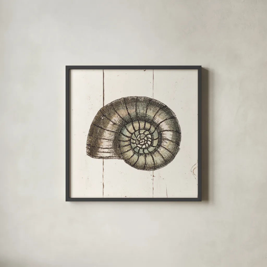 Shell Sketches I Shiplap by Wild Apple Portfolio. Shown in a sleek black glass frame for a contemporary gallery look. Available as an archival giclee rolled canvas, fine art paper, or poster print. SKU 36265a.
