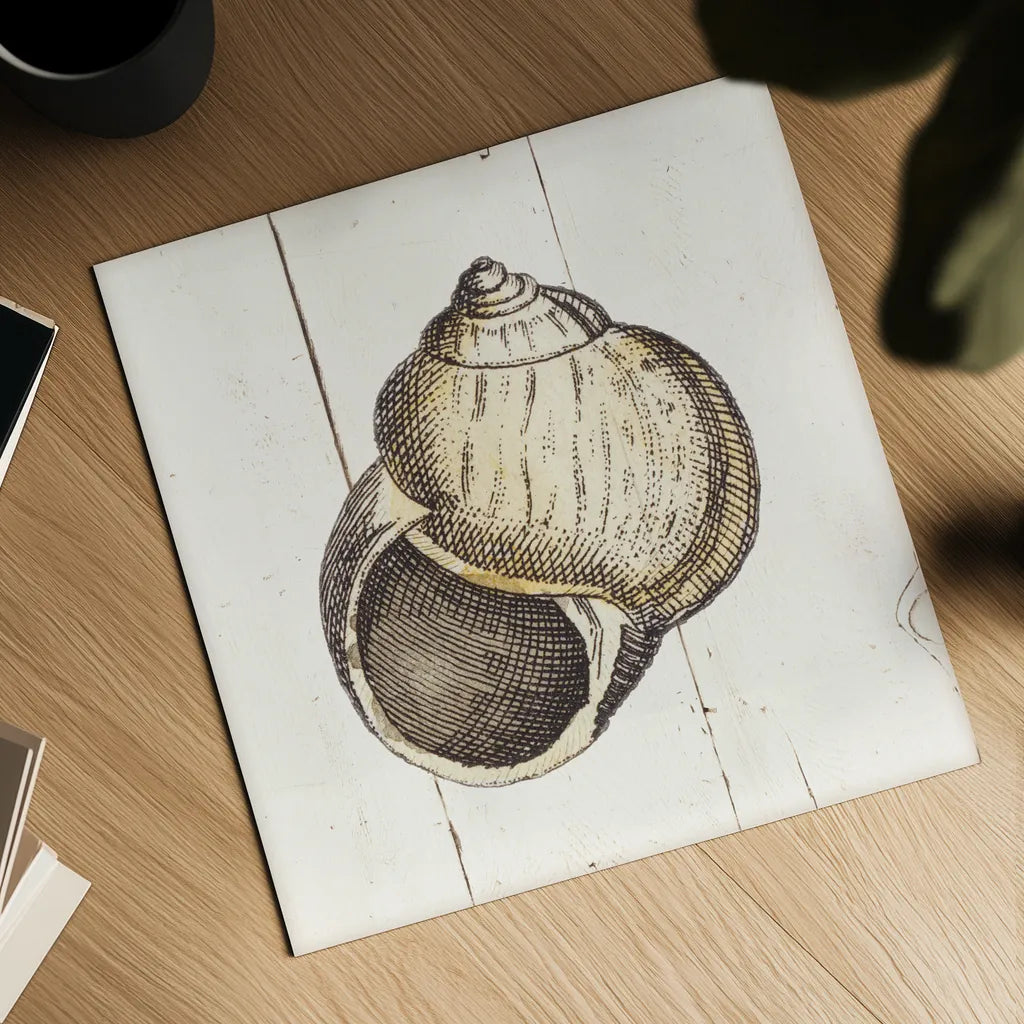 Shell Sketches II Shiplap by Wild Apple Portfolio. Shown as a detailed flat fine art print, highlighting archival giclee quality. Available as an archival giclee rolled canvas, fine art paper, or poster print. SKU 36266a.