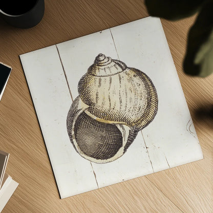 Shell Sketches II Shiplap by Wild Apple Portfolio. Shown as a detailed flat fine art print, highlighting archival giclee quality. Available as an archival giclee rolled canvas, fine art paper, or poster print. SKU 36266a.