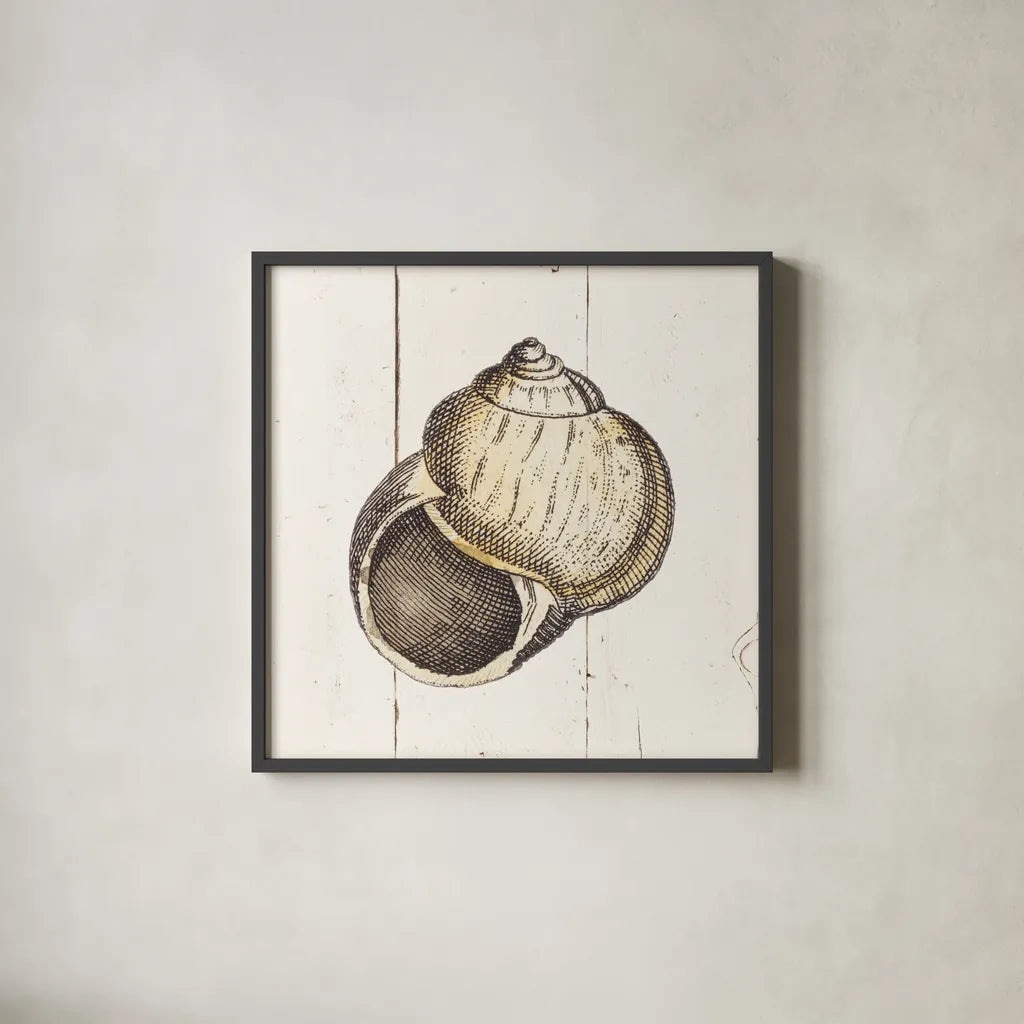 Shell Sketches II Shiplap by Wild Apple Portfolio. Shown in a sleek black glass frame for a contemporary gallery look. Available as an archival giclee rolled canvas, fine art paper, or poster print. SKU 36266a.