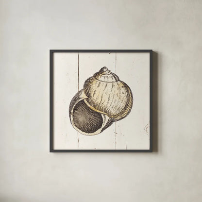 Shell Sketches II Shiplap by Wild Apple Portfolio. Shown in a sleek black glass frame for a contemporary gallery look. Available as an archival giclee rolled canvas, fine art paper, or poster print. SKU 36266a.