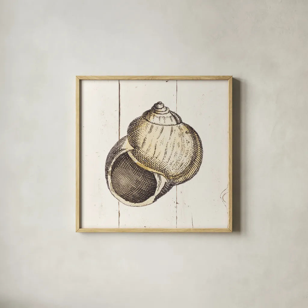 Shell Sketches II Shiplap by Wild Apple Portfolio. Shown in a natural wood glass frame for a timeless modern aesthetic. Available as an archival giclee rolled canvas, fine art paper, or poster print. SKU 36266a.