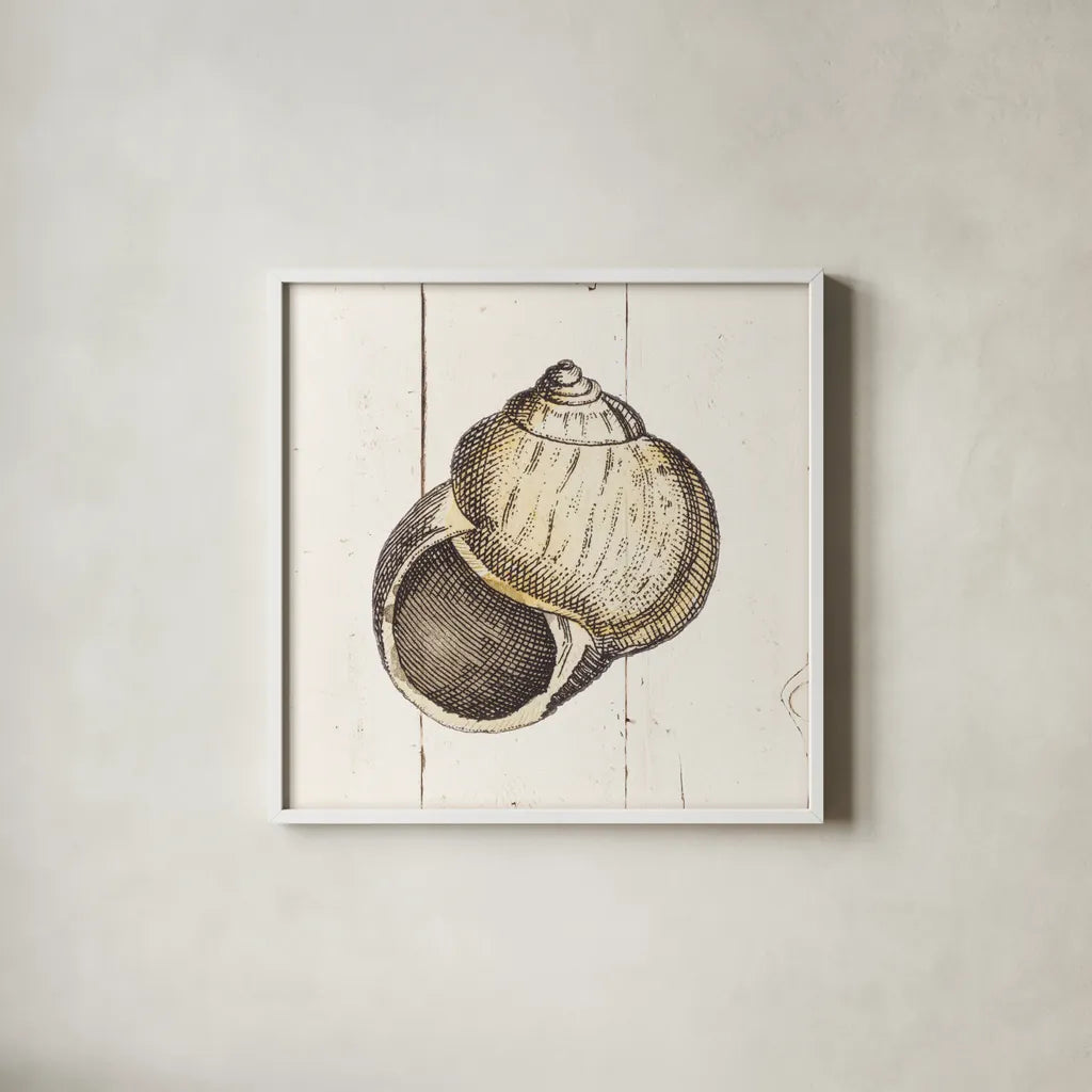 Shell Sketches II Shiplap by Wild Apple Portfolio. Shown in a crisp white glass frame for a clean and minimalist style. Available as an archival giclee rolled canvas, fine art paper, or poster print. SKU 36266a.