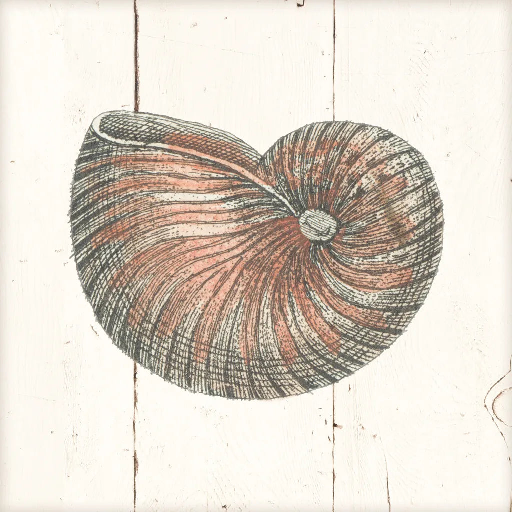 Shell Sketches III Shiplap by Wild Apple Portfolio. SKU 36267a. Archival Giclee Fine art print for wall decor.