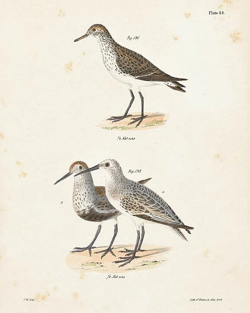 Shore Birds I by Wild Apple Portfolio