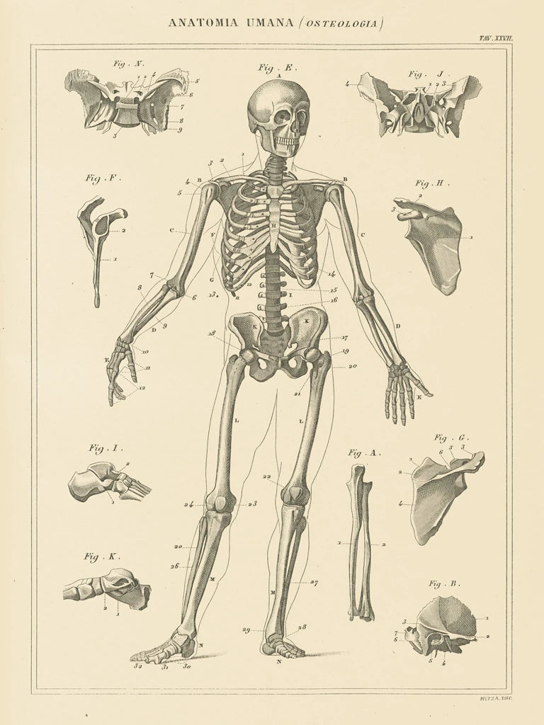 Skeleton Chart by Wild Apple Portfolio