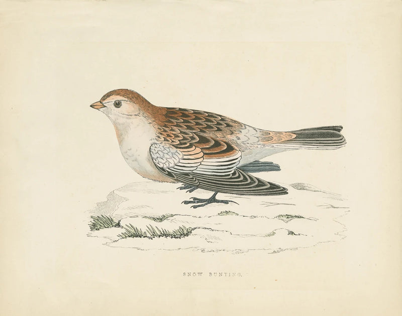 Snow Bunting Print by Wild Apple Portfolio