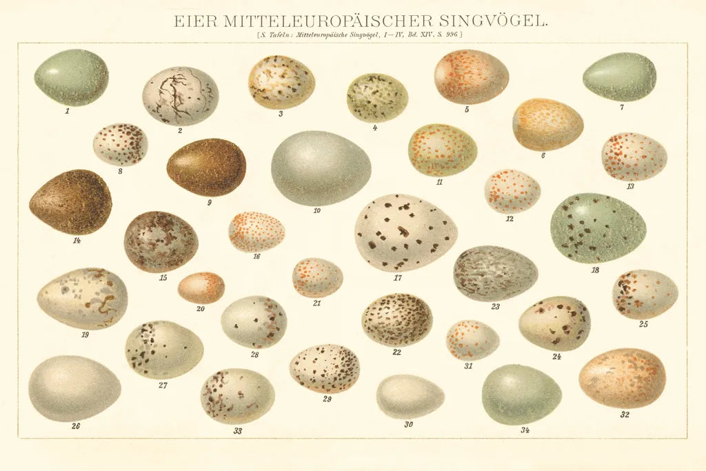 Song Bird Egg Chart v2 by Wild Apple Portfolio. SKU 44440i. Archival Giclee Fine art print for wall decor.