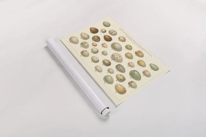 Song Bird Egg Chart v2 by Wild Apple Portfolio. shown as a rolled paper print. Available as archival giclee rolled canvas, fine art paper, or poster print. SKU 44440i.