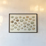 Song Bird Egg Chart v2 by Wild Apple Portfolio. shown as a paper print in a black flame. Available as a archival giclee rolled canvas, fine art paper, or poster print. SKU 44440i.