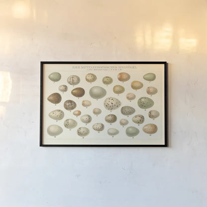 Song Bird Egg Chart v2 by Wild Apple Portfolio. shown as a paper print in a black flame. Available as a archival giclee rolled canvas, fine art paper, or poster print. SKU 44440i.