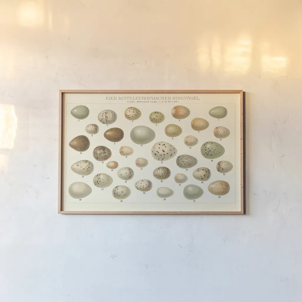 Song Bird Egg Chart v2 by Wild Apple Portfolio. shown as a paper print in a natural frame. Available as a archival giclee rolled canvas, fine art paper, or poster print. SKU 44440i.