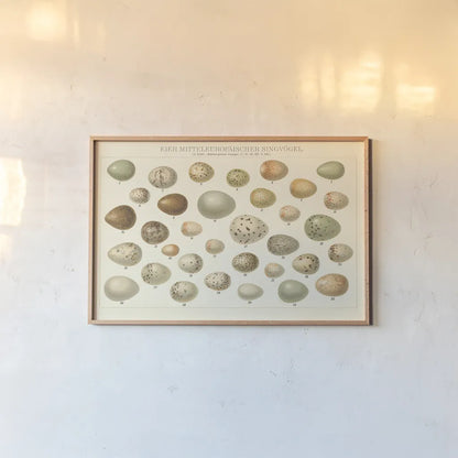 Song Bird Egg Chart v2 by Wild Apple Portfolio. shown as a paper print in a natural frame. Available as a archival giclee rolled canvas, fine art paper, or poster print. SKU 44440i.