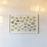 Song Bird Egg Chart v2 by Wild Apple Portfolio. shown as a paper print in a white frame. Available as a archival giclee rolled canvas, fine art paper, or poster print. SKU 44440i.