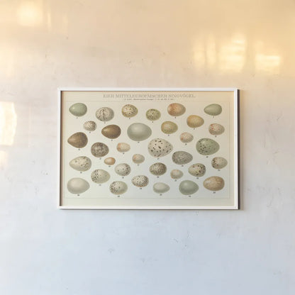 Song Bird Egg Chart v2 by Wild Apple Portfolio. shown as a paper print in a white frame. Available as a archival giclee rolled canvas, fine art paper, or poster print. SKU 44440i.