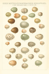 Songbird Egg Chart by Wild Apple Portfolio. SKU 44331h. Archival Giclee Fine art print for wall decor.