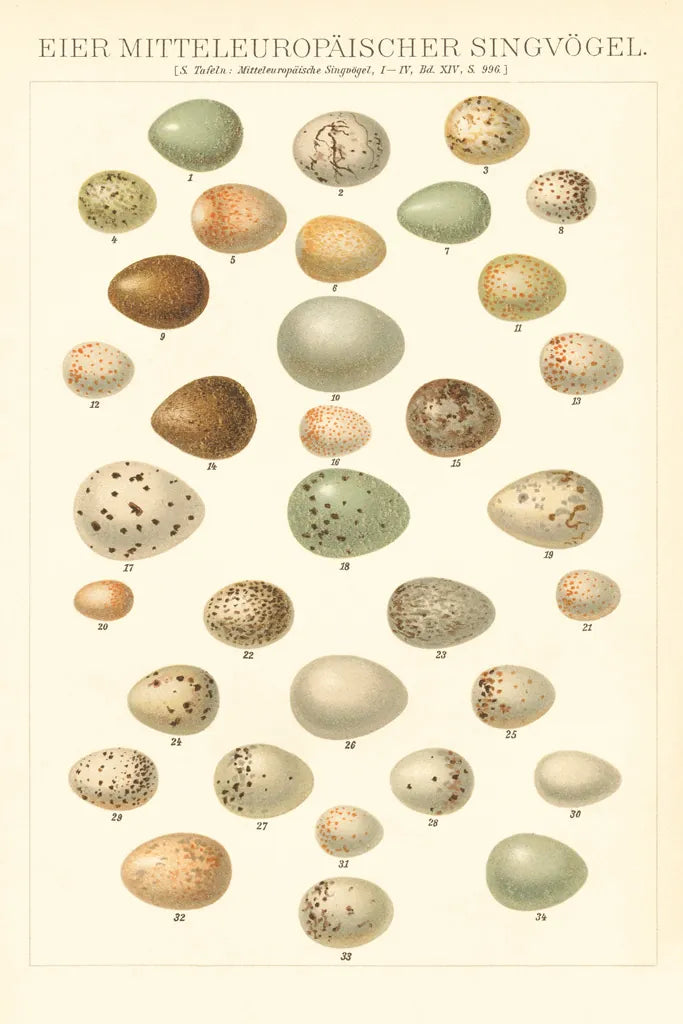 Songbird Egg Chart by Wild Apple Portfolio. SKU 44331h. Archival Giclee Fine art print for wall decor.