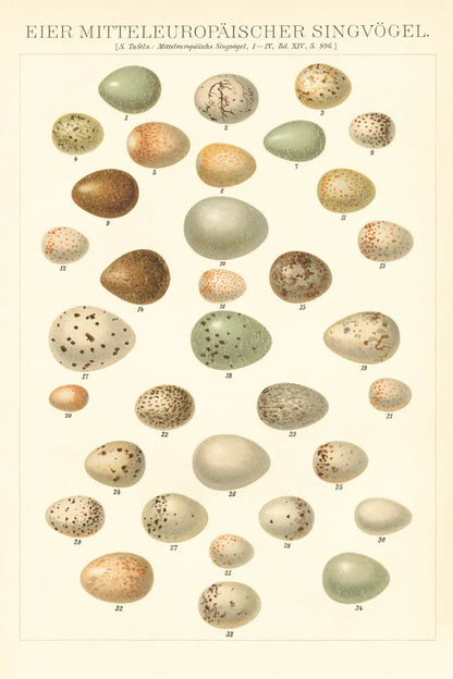 Songbird Egg Chart by Wild Apple Portfolio. SKU 44331h. Archival Giclee Fine art print for wall decor.