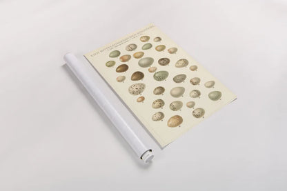 Songbird Egg Chart by Wild Apple Portfolio. shown as a rolled paper print. Available as archival giclee rolled canvas, fine art paper, or poster print. SKU 44331h.