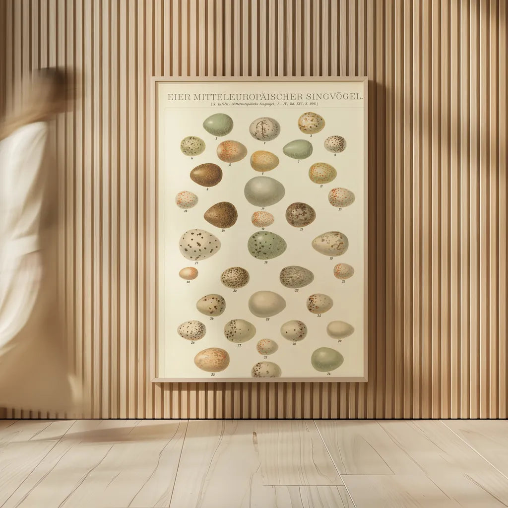 Songbird Egg Chart by Wild Apple Portfolio. shown as over sized large wall art. Available as an archival giclee rolled canvas, fine art paper, or poster print. SKU 44331h.