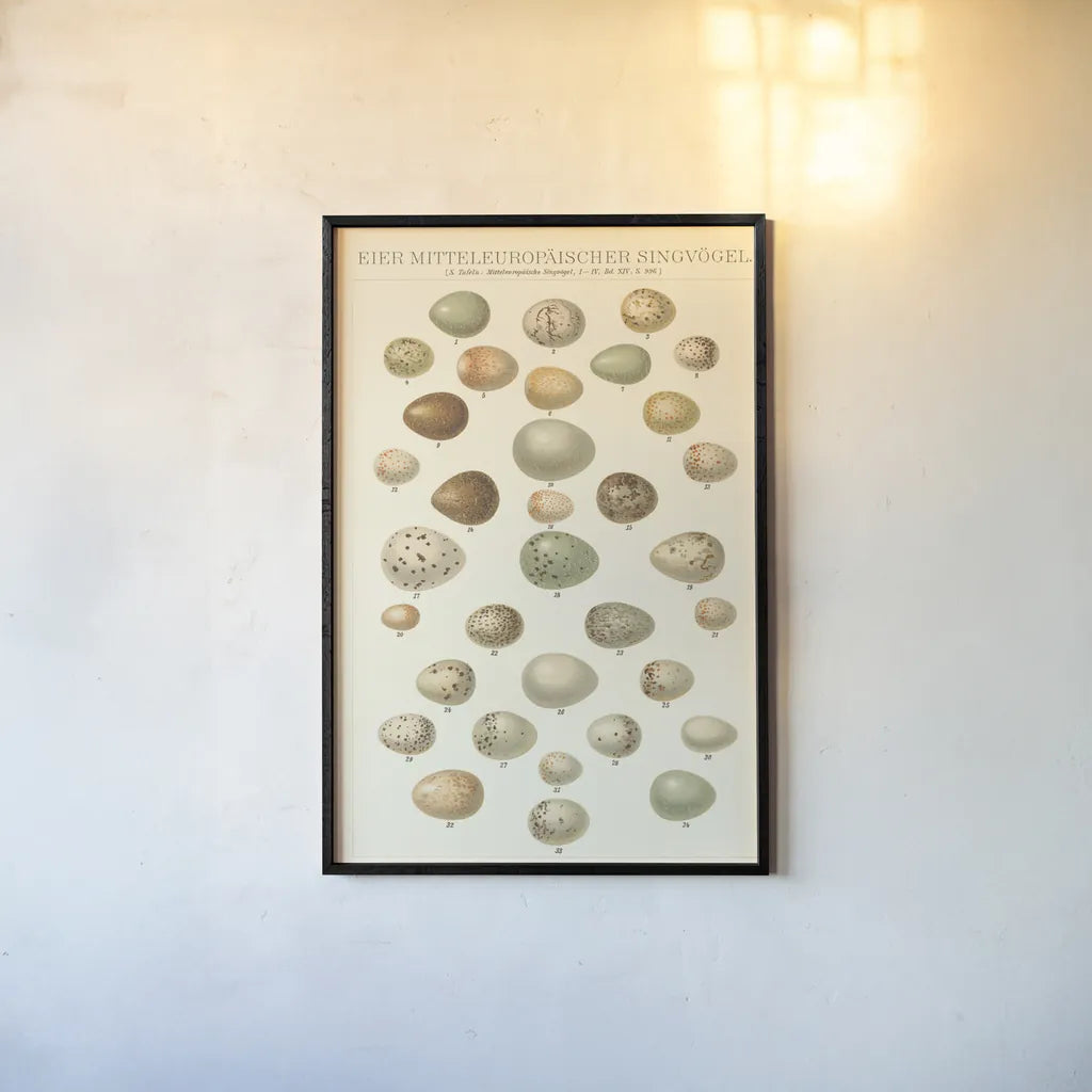 Songbird Egg Chart by Wild Apple Portfolio. shown as a paper print in a black flame. Available as a archival giclee rolled canvas, fine art paper, or poster print. SKU 44331h.