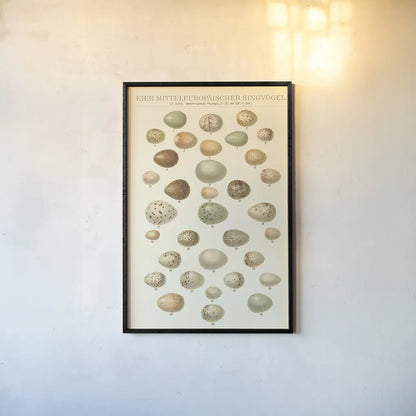 Songbird Egg Chart by Wild Apple Portfolio. shown as a paper print in a black flame. Available as a archival giclee rolled canvas, fine art paper, or poster print. SKU 44331h.