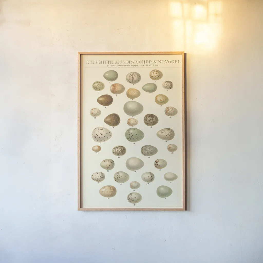 Songbird Egg Chart by Wild Apple Portfolio. shown as a paper print in a natural frame. Available as a archival giclee rolled canvas, fine art paper, or poster print. SKU 44331h.