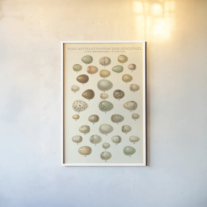 Songbird Egg Chart by Wild Apple Portfolio. shown as a paper print in a white frame. Available as a archival giclee rolled canvas, fine art paper, or poster print. SKU 44331h.