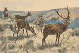 Stag in the Wild by Wild Apple Portfolio. SKU 95650i. Archival Giclee Fine art print for wall decor.