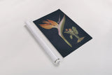 Stelitzia Reginoe Dark Blue by Wild Apple Portfolio. shown as a rolled paper print. Available as archival giclee rolled canvas, fine art paper, or poster print. SKU 52056h.
