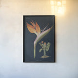 Stelitzia Reginoe Dark Blue by Wild Apple Portfolio. shown as a paper print in a black flame. Available as a archival giclee rolled canvas, fine art paper, or poster print. SKU 52056h.