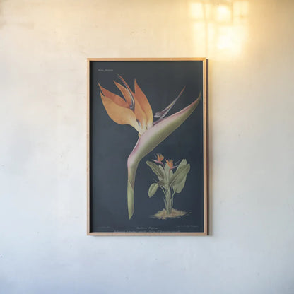 Stelitzia Reginoe Dark Blue by Wild Apple Portfolio. shown as a paper print in a natural frame. Available as a archival giclee rolled canvas, fine art paper, or poster print. SKU 52056h.