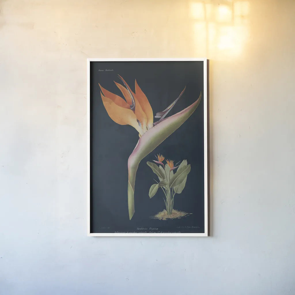 Stelitzia Reginoe Dark Blue by Wild Apple Portfolio. shown as a paper print in a white frame. Available as a archival giclee rolled canvas, fine art paper, or poster print. SKU 52056h.