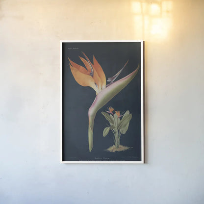 Stelitzia Reginoe Dark Blue by Wild Apple Portfolio. shown as a paper print in a white frame. Available as a archival giclee rolled canvas, fine art paper, or poster print. SKU 52056h.