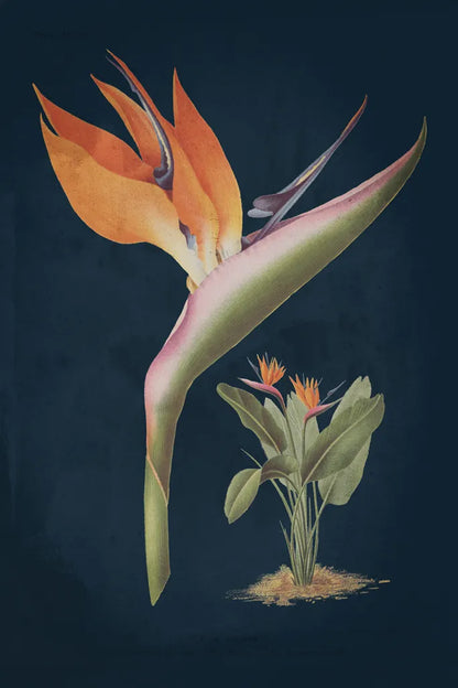 Stelitzia Reginoe Dark Blue No Words by Wild Apple Portfolio. SKU 90105h. Archival Giclee Fine art print for wall decor.